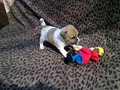 Jack Russell pups image 1