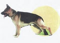 K9 Training Centre and Kennels image 1