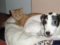 Lonely Pets image 1