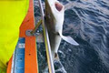 Mossel Bay Fishing Charters image 4