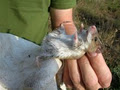 Natural Scientific Services image 3