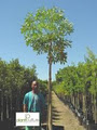 Plant Culture Tree Nursery image 4