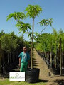 Plant Culture Tree Nursery image 1
