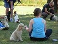 Puppy & Dog Training @ Manderston Canine Academy image 2