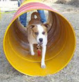 Puppy & Dog Training @ Manderston Canine Academy image 1