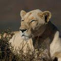 Sanbona Wildlife Reserve image 1