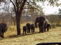 South Africa Tours - Travel Guide - Zipping Zebra tours image 3