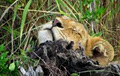 Talon Safaris image 3
