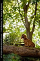 Tamed & Framed Pet Photography image 4