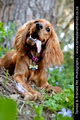 Tamed & Framed Pet Photography image 5