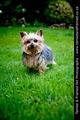 Tamed & Framed Pet Photography image 1