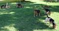 Yoxolo Kennels - Beagle Breeders image 1