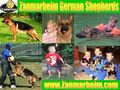 Zanmarheim German Shepherd Breeders logo