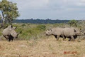 Accommodation near Kruger park Mufasa bush lodge image 5