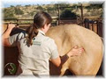 Bowen Therapy for horses in South Africa image 2