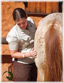 Bowen Therapy for horses in South Africa image 4