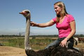 Cape Town Ostrich Ranch image 2