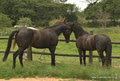 Ellingham equestrian Yard image 2