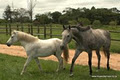 Ellingham equestrian Yard image 3