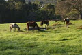 Klein Watervalplaas.. Farm holidays ! Equestrian holidays image 2
