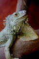 Q & A Reptiles & So Much More image 4
