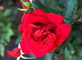 Rosegardens logo