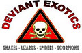 Deviant Exotics image 2