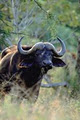 Safaris for Africa image 5
