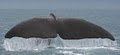 Shark and Safari Adventure Tours and Experiences image 2