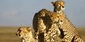 Shark and Safari Adventure Tours and Experiences image 3