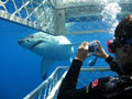 Shark and Safari Adventure Tours and Experiences image 5
