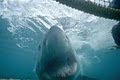Shark and Safari Adventure Tours and Experiences image 1