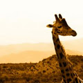 Turn Left at the Giraffe image 1