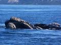 Whale Watchers Private Luxury Apartments image 1