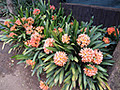Witkoppen Wild Flower Nursery Cc image 2