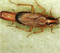 Xtreme Pest Control image 1