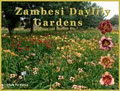 Zambesi Daylily Nursery image 2
