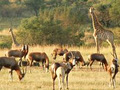 Zebras Crossing Game Lodge Reservations Office image 2