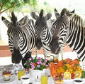 Zebras Crossing Game Lodge Reservations Office logo